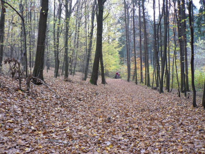Bylo sice dost vlhko a mokro, ale poježdění v lese po koberci z listí bylo krásné.
