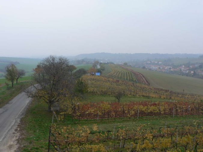 Pohled na vinohrady těsně u silnice.