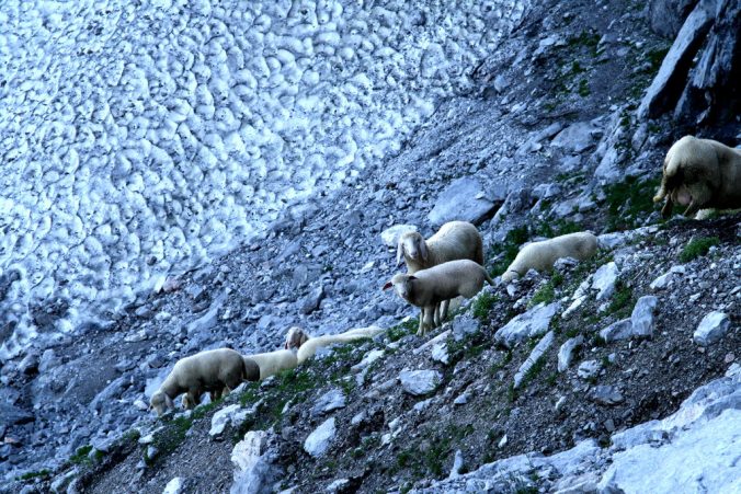 Stádo ovcí toulající se po horách.