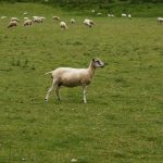 Ovce byly ve Skotsku úplně všude.