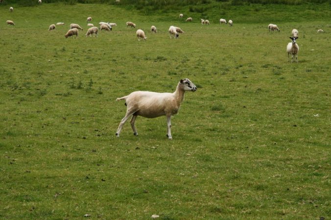 Ovce byly ve Skotsku úplně všude.