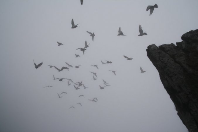 Na vrcholu nás přivítalo přízračné hejno holubů.