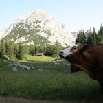 Stoupáme vzhůru na Hesshütte mezi zvědavými kravami.