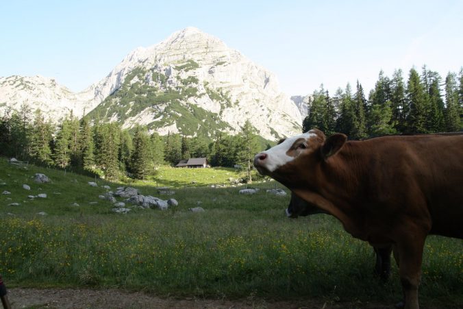 Stoupáme vzhůru na Hesshütte mezi zvědavými kravami.