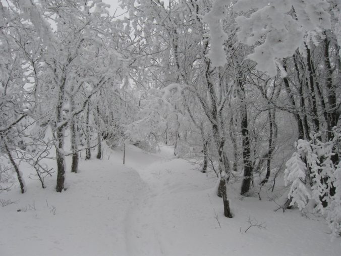 Cesta mezi pohádkově zasněženými stromy.
