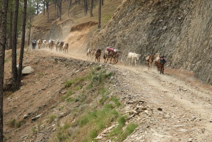 V podhůří se na dopravu nákladu často využívají muly.
