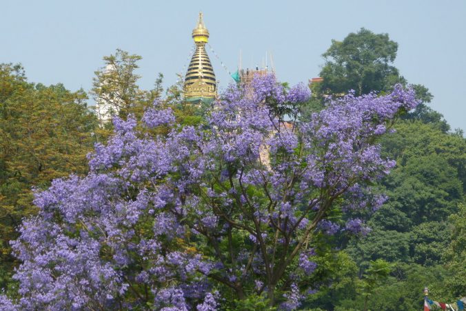 Swayambhunath neboli opičí chrám. Posvátné místo budhismu i hinduismu.