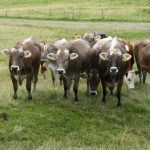 Stádo krav nás cestou přes pastviny zlověstně pozorovalo.