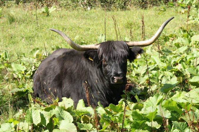 Odpočívající kráva na pastvině.