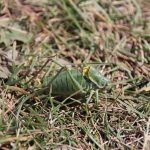 Krásná kobylka v trávě hlasitě cvrkala.