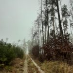 Příjemná cesta lesem.