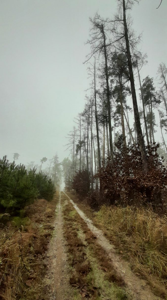Příjemná cesta lesem.