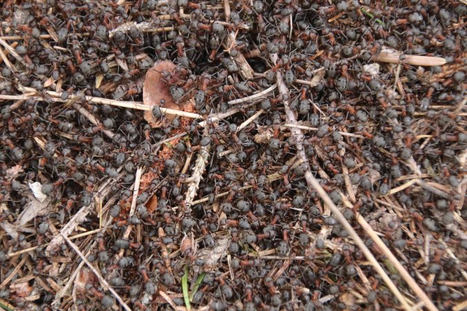 Jedno z mnoha mravenišť.